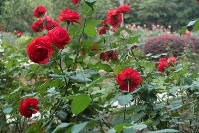 深圳十大花卉主題公園，休閑賞花好去處