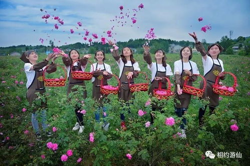 母親節(jié)花語(yǔ)獻(xiàn)禮 深圳游仙七朵仙花，獻(xiàn)給最美的她