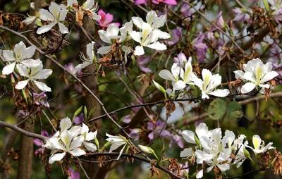 驚蟄 | 深圳，聞所未聞的六個(gè)“花花事”
