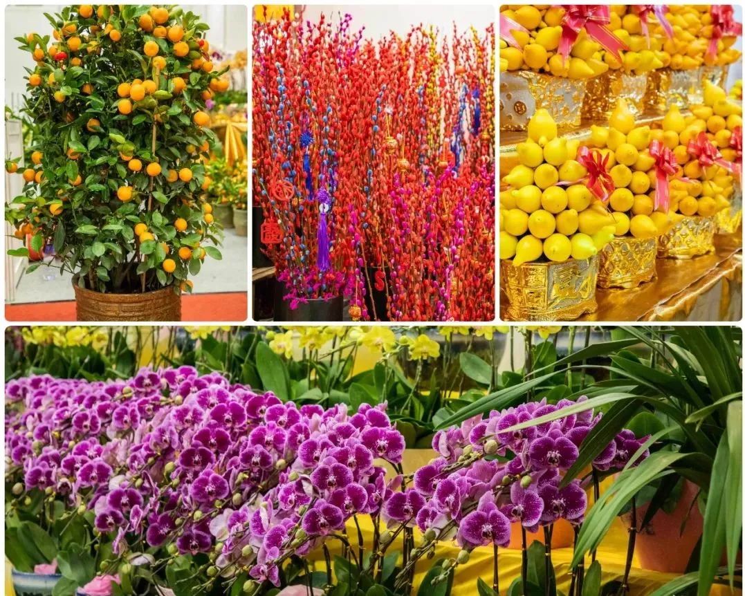 花漾鵬城，新春有約 3200個(gè)購花檔鋪就深圳人年味歸途