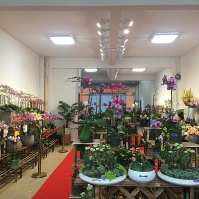 探訪深圳龍崗百合花卉小鎮(zhèn) 都市里的詩意棲息地